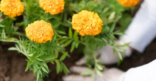 How South Woodford Gardeners help create a beautiful, healthier community Image